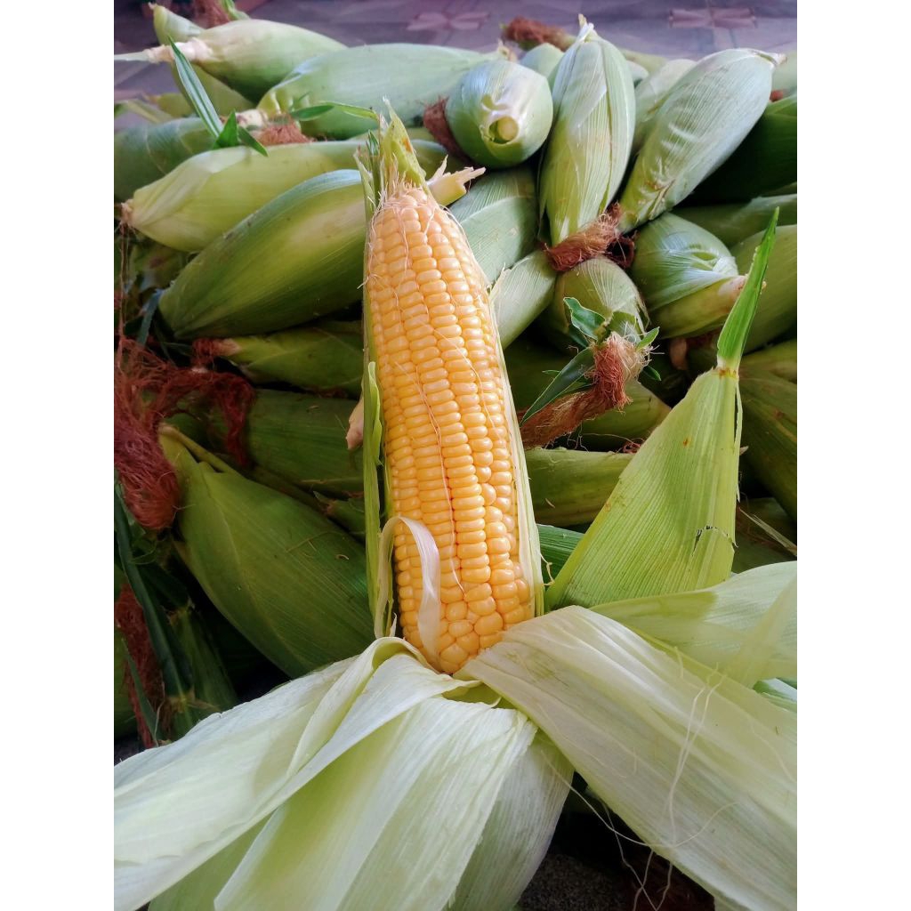 Jagung manis 1kg