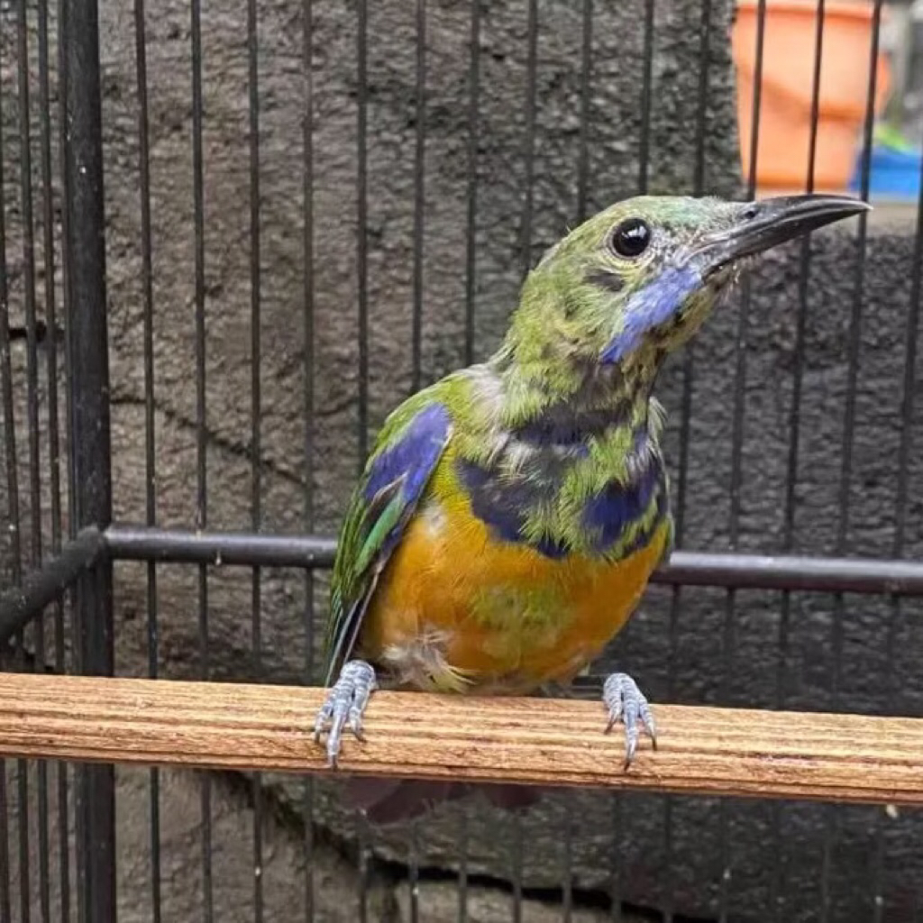 Burung Cucak Cungkok Trotol Jantan pilihan