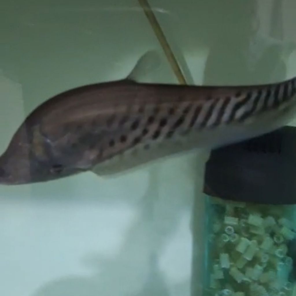 Rare Belida Royal 27/30cm