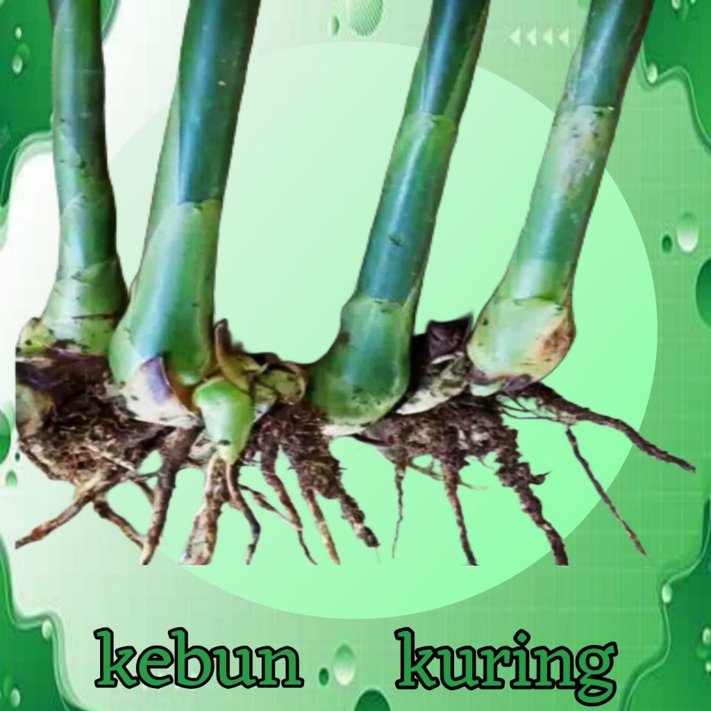bibit combrang hijau segar 1 pcs