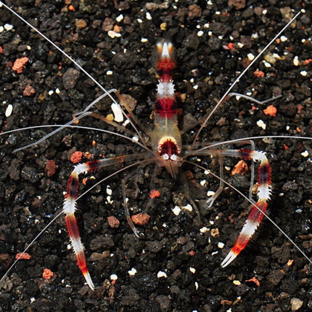 Ikan Hias Air Laut Udang MP (Banded Coral Shrimp)