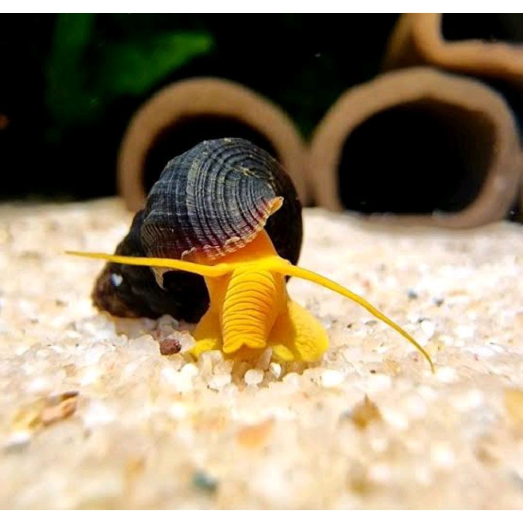 keong rabbit hias aquascape