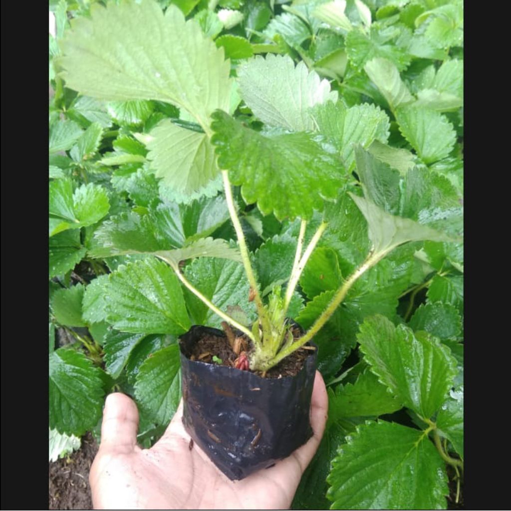 bibit tanaman strawberry nyoho mudah berbuah