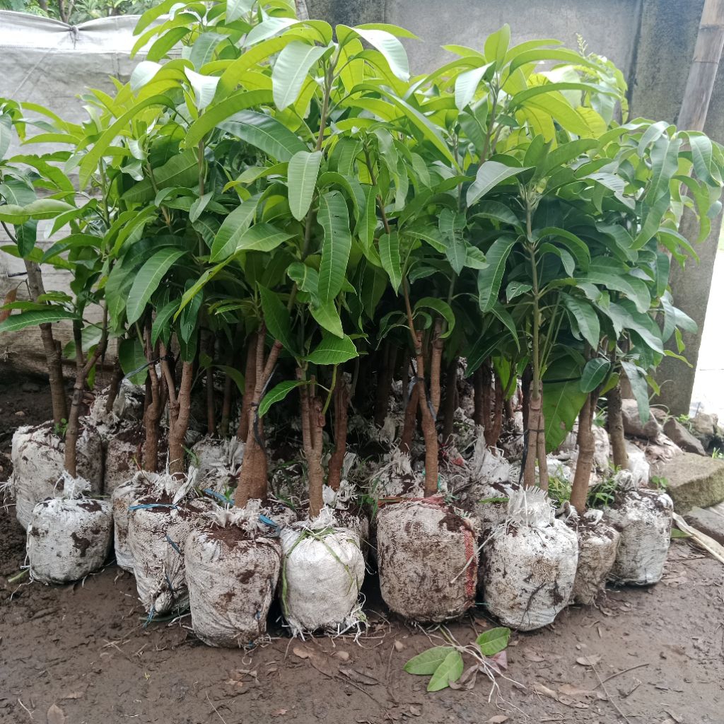 BIBIT MANGGA CANGKOK JENIS, OKIONG, MAHATIR, MADU ANGGUR, GADUNG