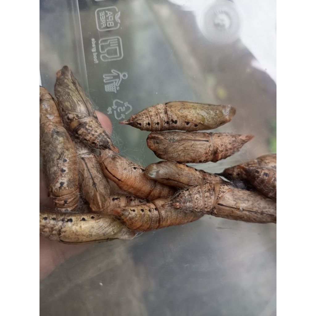 kepompong mengkudu umpan mancing bawal