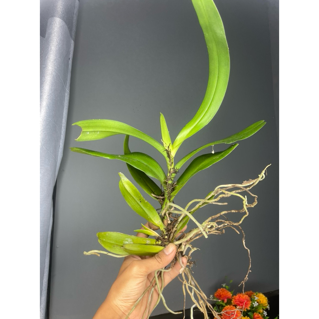 3 anggrek vanda hitam langka termurah