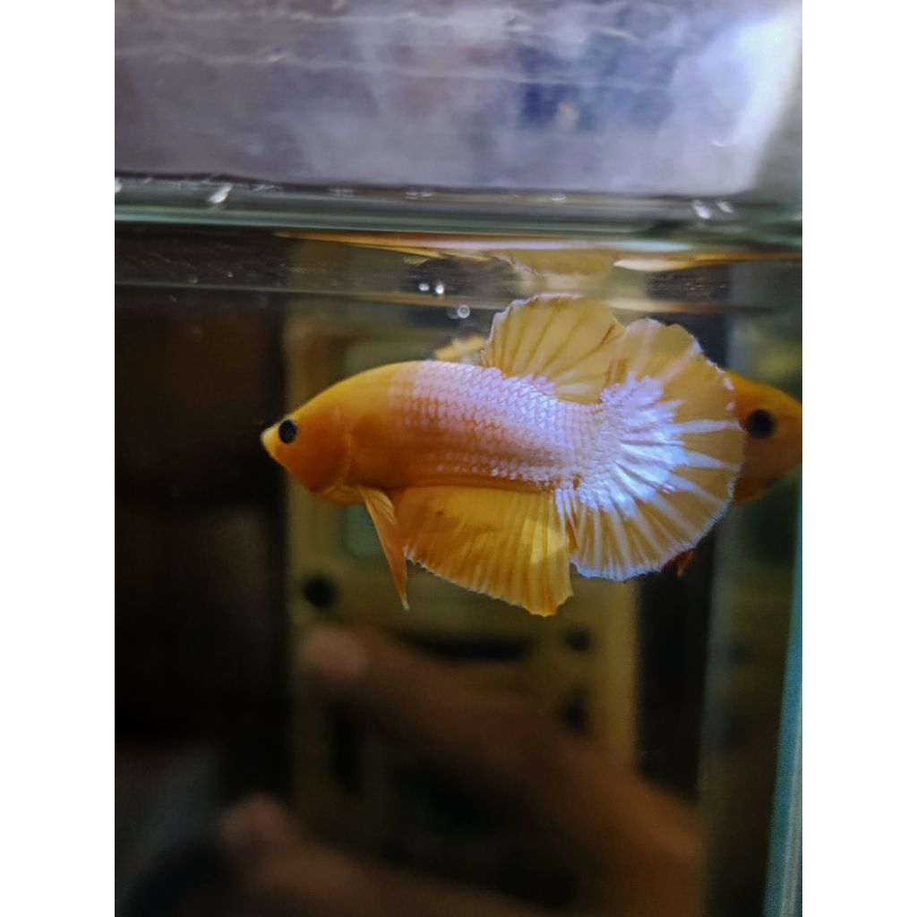 FCCP yellow grade sepair