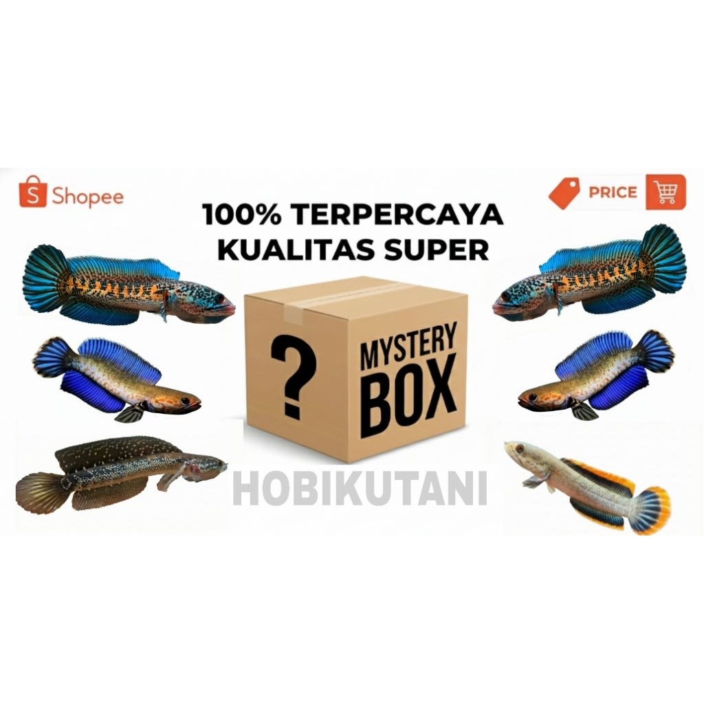 Misteri Box Channa Premium – Dapatkan Channa Random Berkualitas
