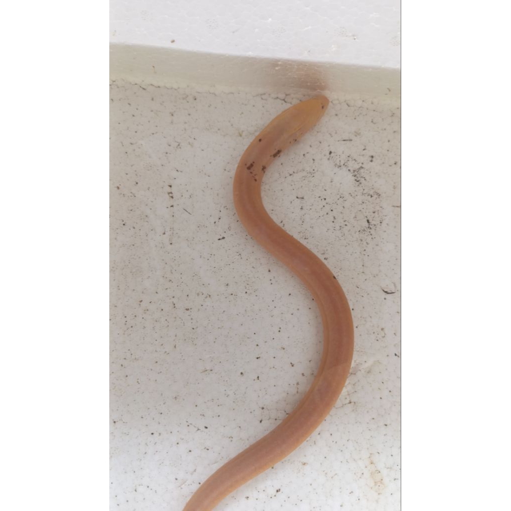 Belut Albino 73 gr" hiasan aquarium