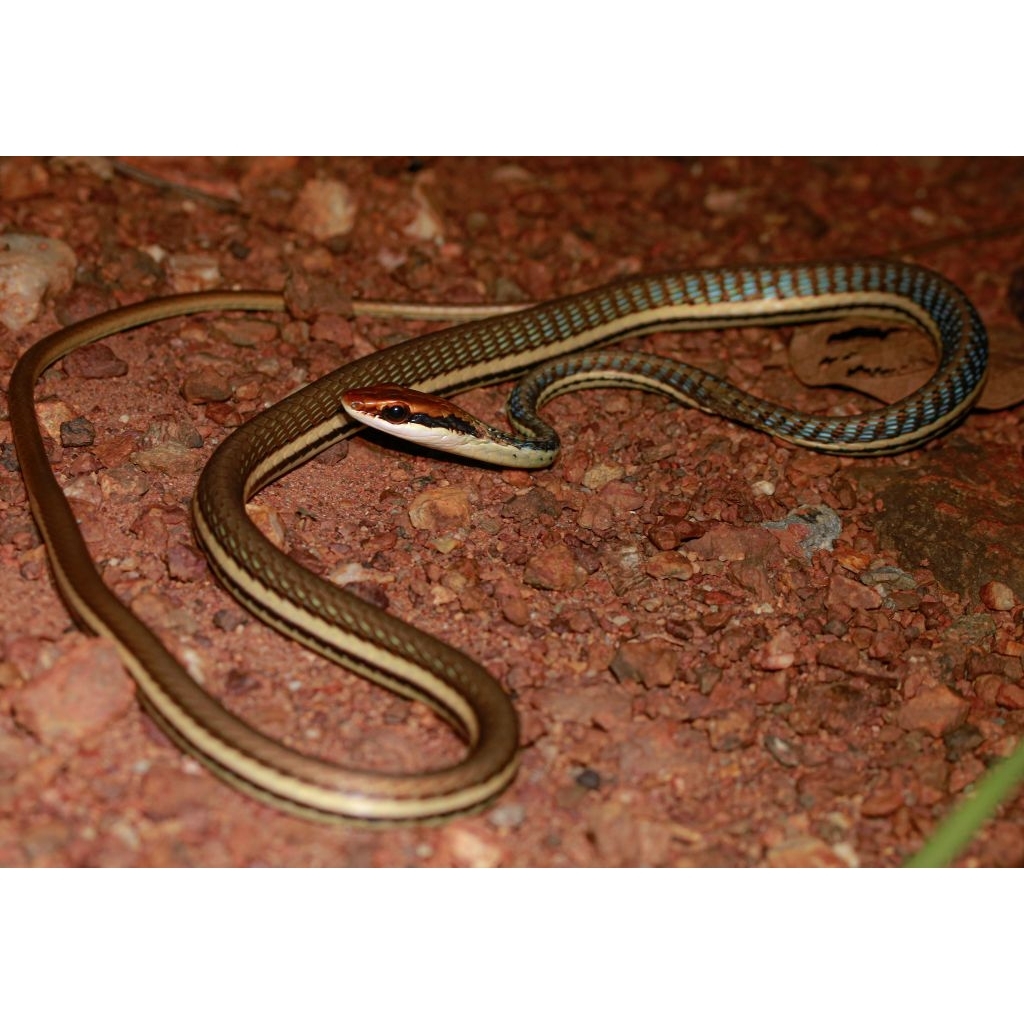 mainan Ular tali picis Ular tali tambang ular paku. denrelaphis pictus." reptil pakan hewan