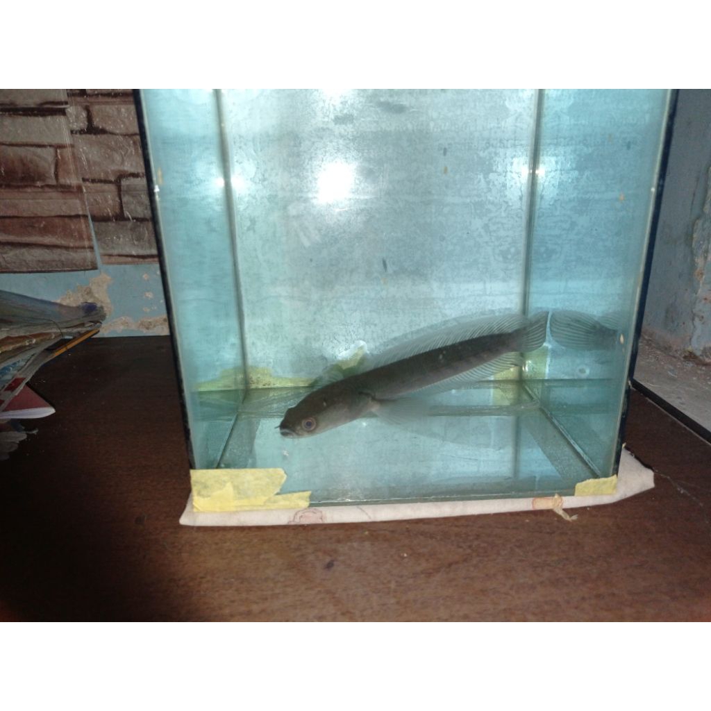 ikan canna maru ys 22cm+pakan magot kering 250g