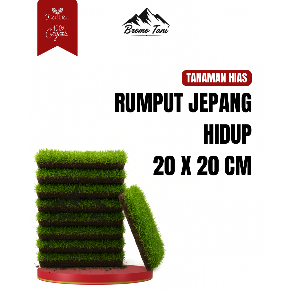 BROMO TANI Rumput Jepang Hidup 20 x 20 Cm Rumput Hias Hijau Segar Untuk Taman / Kuburan / Makam