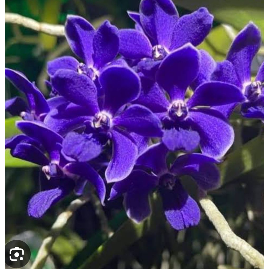 Rhy Gigantea Indigo blue