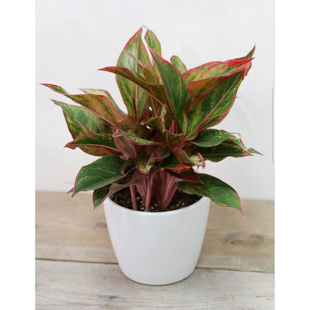 Tanaman Hias AGLONEMA Lipstik Aurora - Aglonema Siam Aurora - Aglonema Red Lipstik