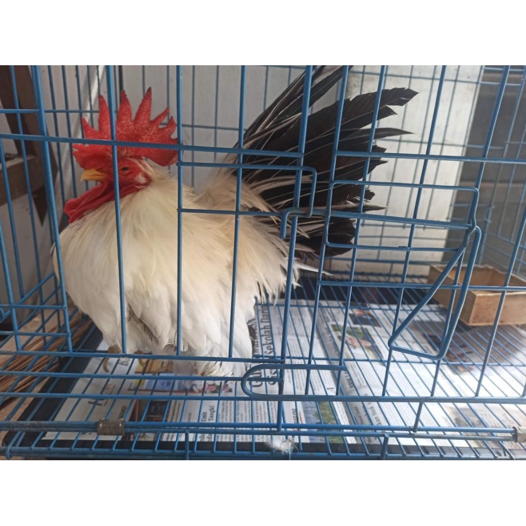 AYAM KATE CHABO THAILAND