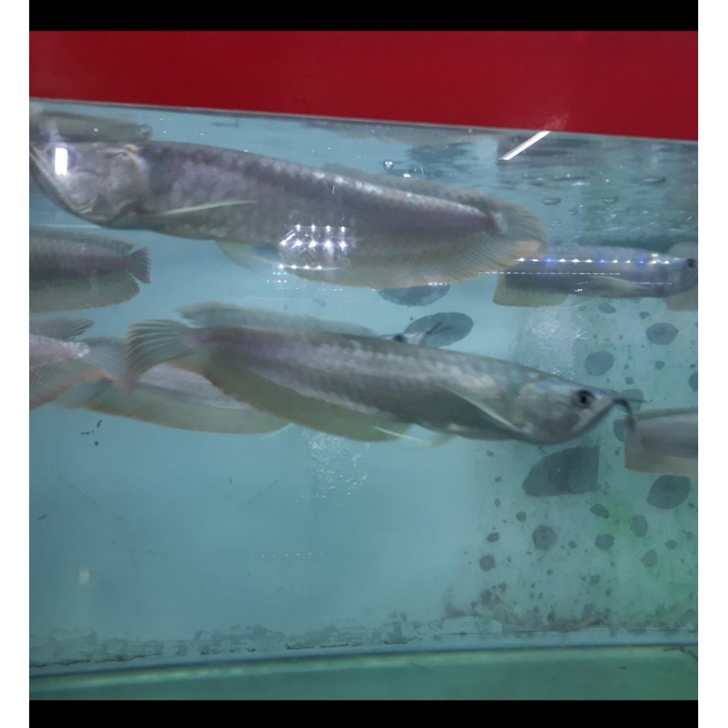 ikan arwana silver red 17cm