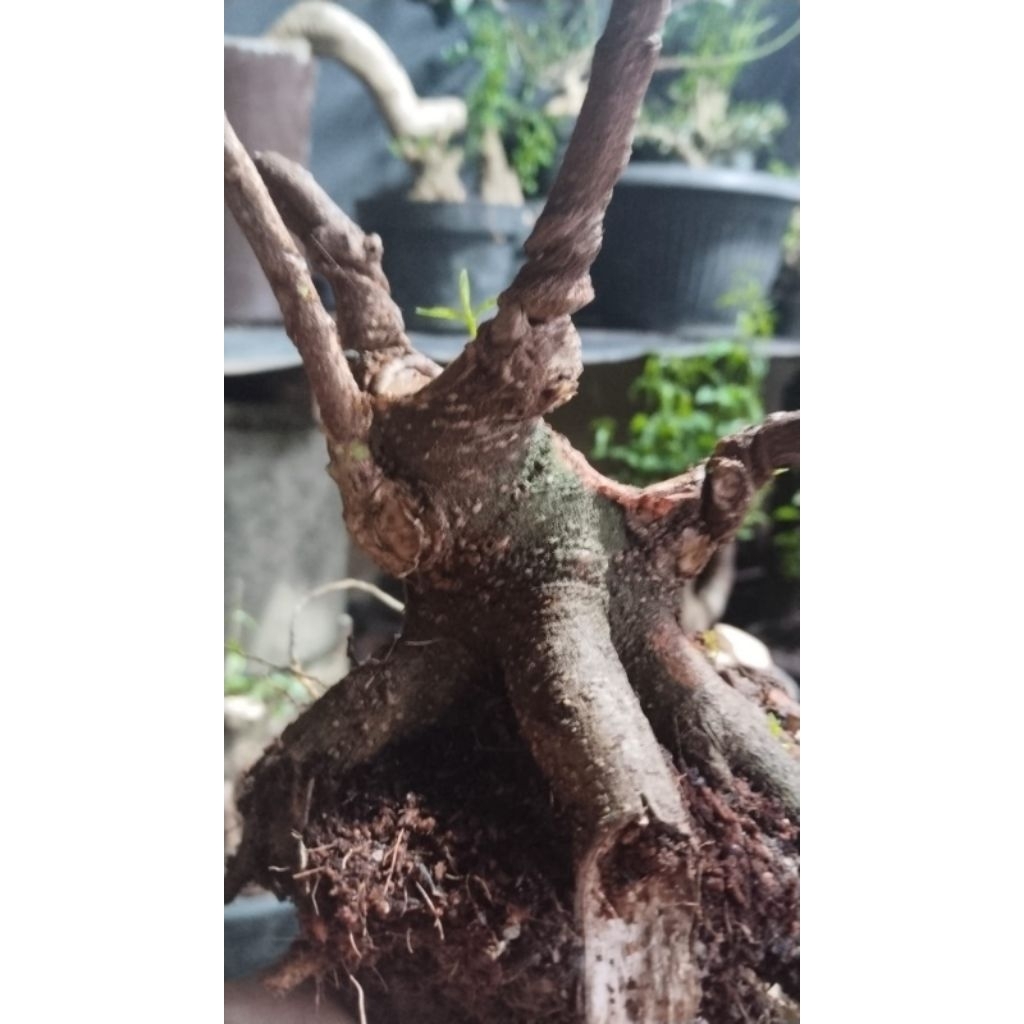 bahan bonsai anting putri prokar prospek