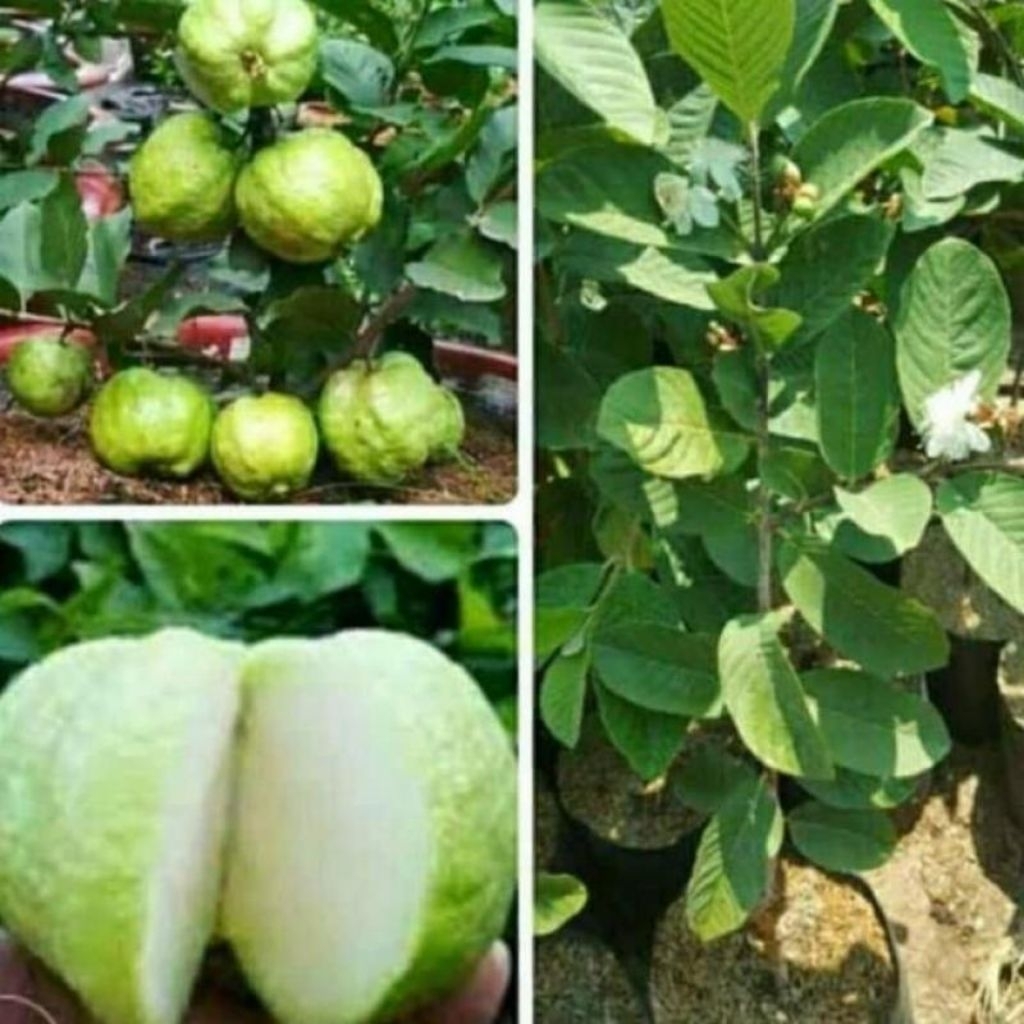 BIBIT BUAH JAMBU KRISTAL NON BIJI - BIBIT JAMBU KRISTAL TANPA BIJI - BIBIT JAMBU KRISTAL CANGKOK