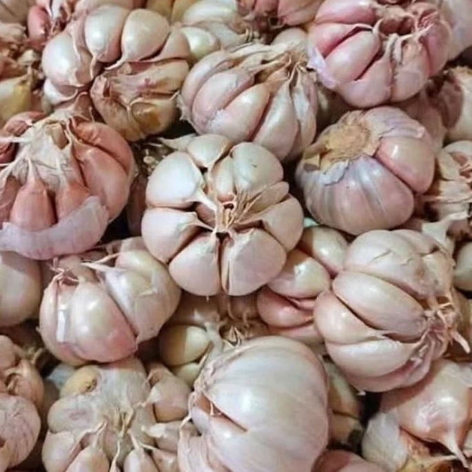 BAWANG PUTIH 1KG HONAN/SINCO segar berkualitas