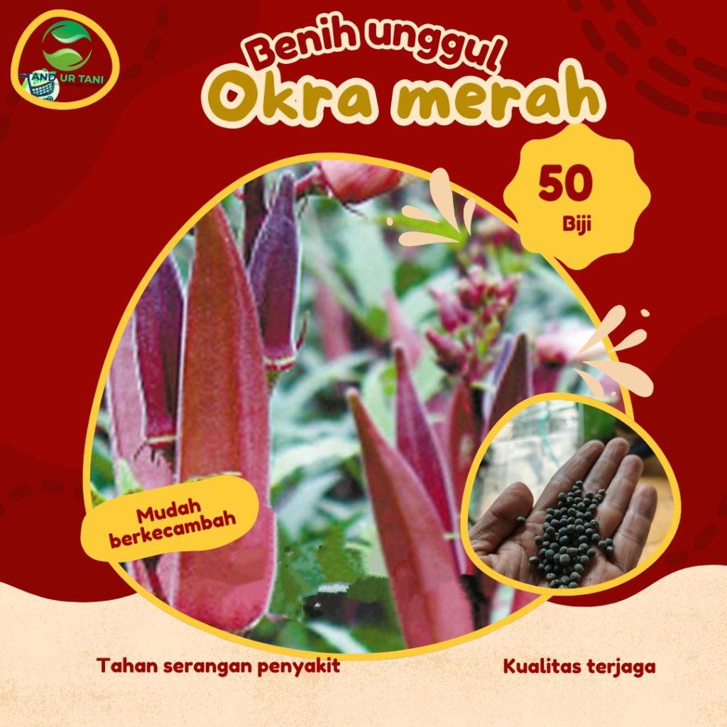 Benih. Bibit.(50Butir)okra.merah.sayur.okra.merah