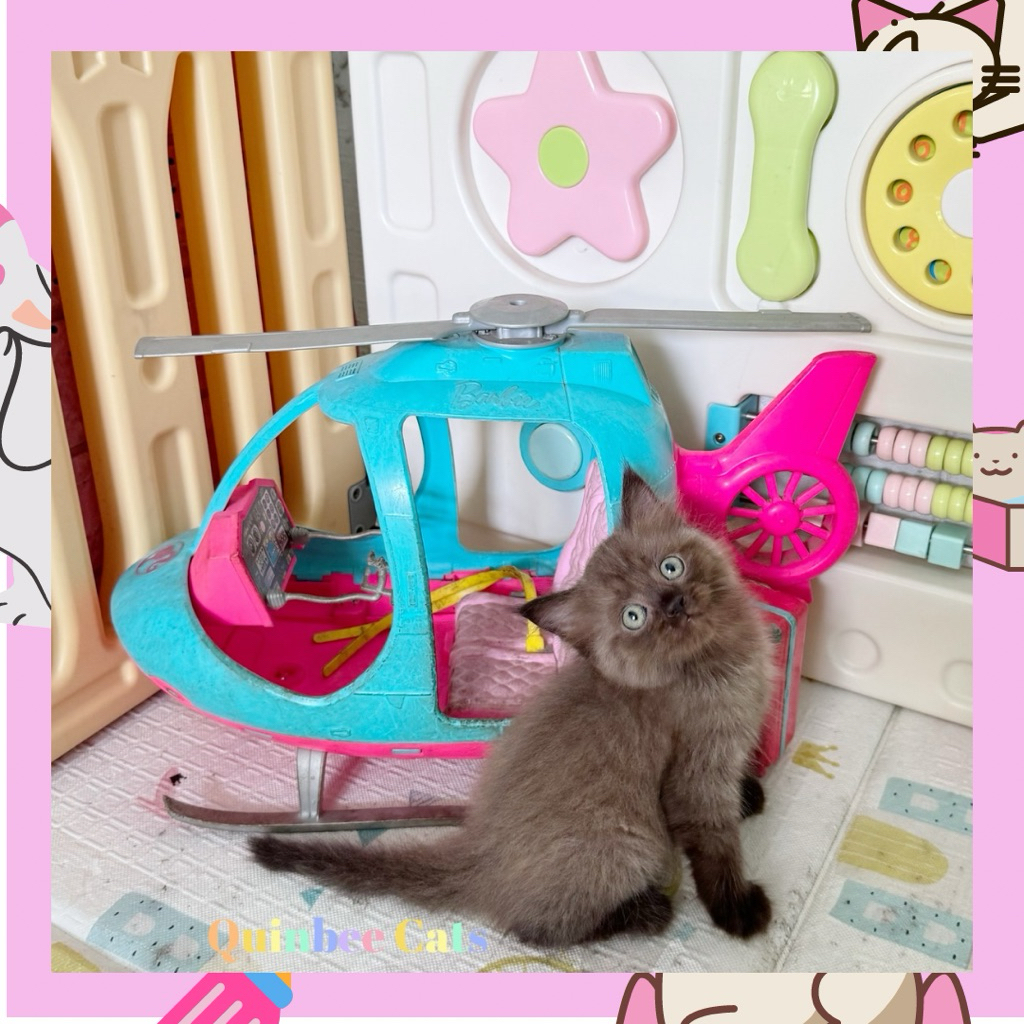 Kucing himalaya jantan Chocolate Cinnamon / coklat