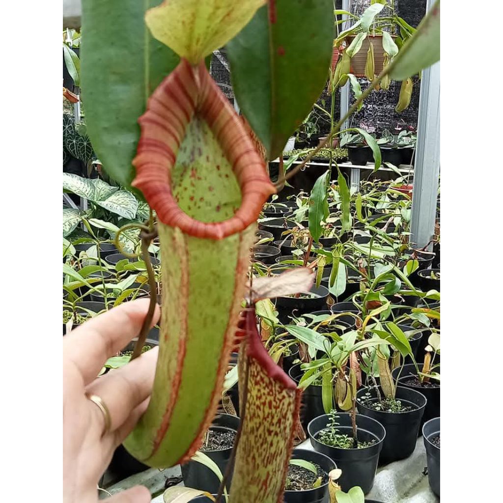 Nepenthes x Miranda Kantong Semar Tanaman Carnivora