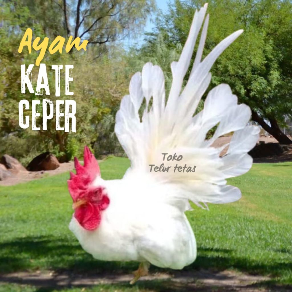 telur fertil ayam kate ceper untuk ditetaskan