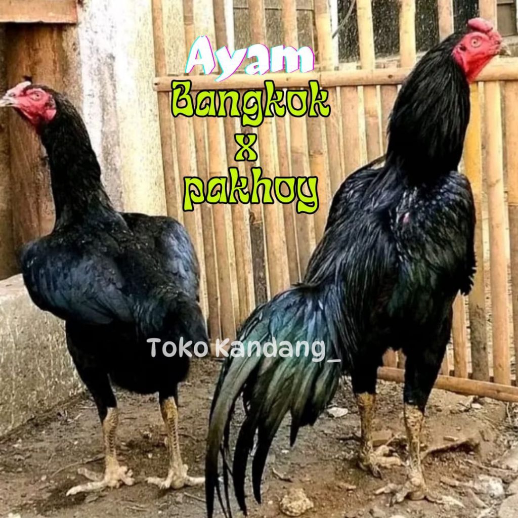 telur ayam bangkok x pakhoy untuk ditetaskan