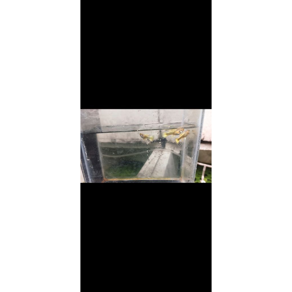 guppy fullgold ribon long ear