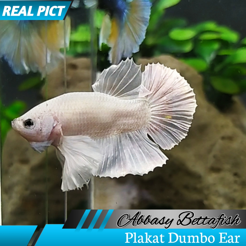Plakat Dumbo Ear White Platinum Male Real Picture