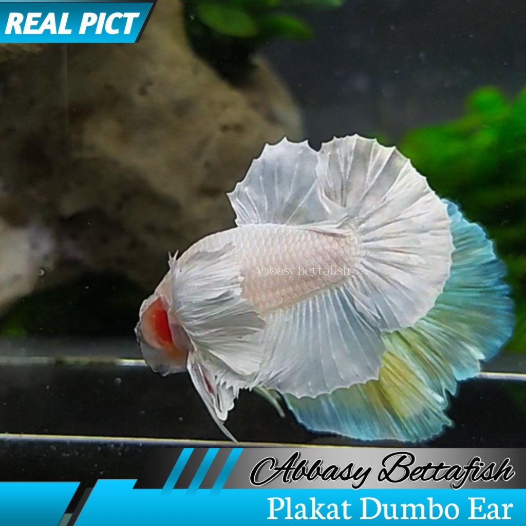 Plakat Dumbo Ear White Platinum Male Real Picture