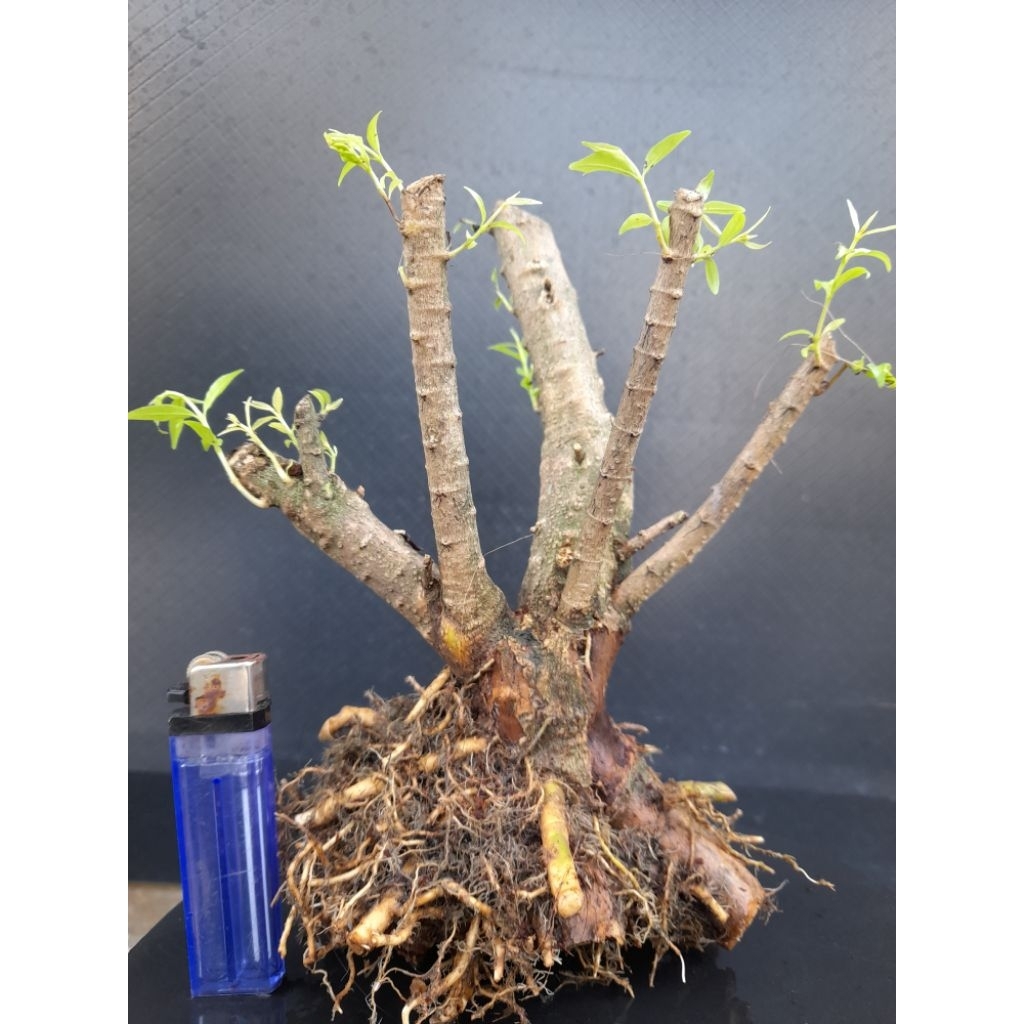 Bahan Bonsai Anting Putri Batang Putih Progam Akar Gaya Twin Size Small Real Pict