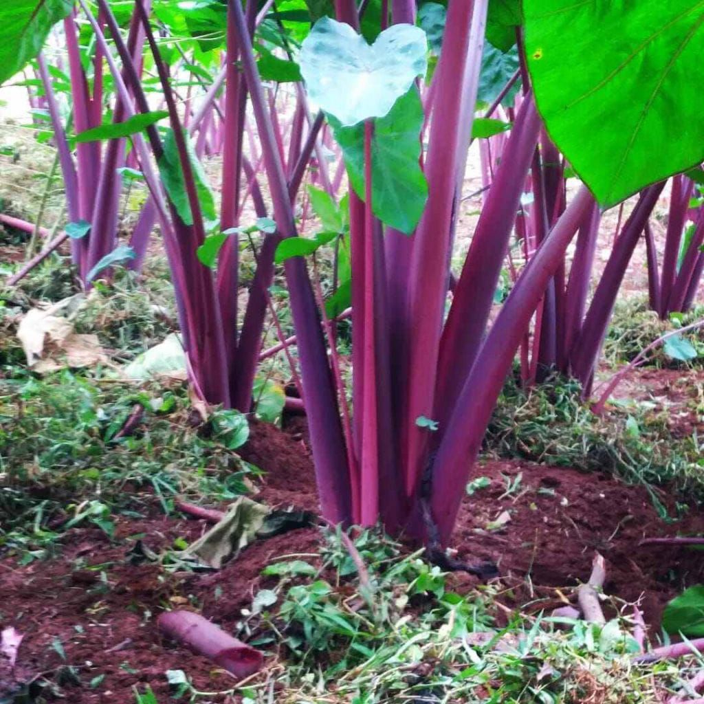Bibit Pohon Talas Merah Bogor Asli Super Besar Lembut Pulen Talas Merah Bogor