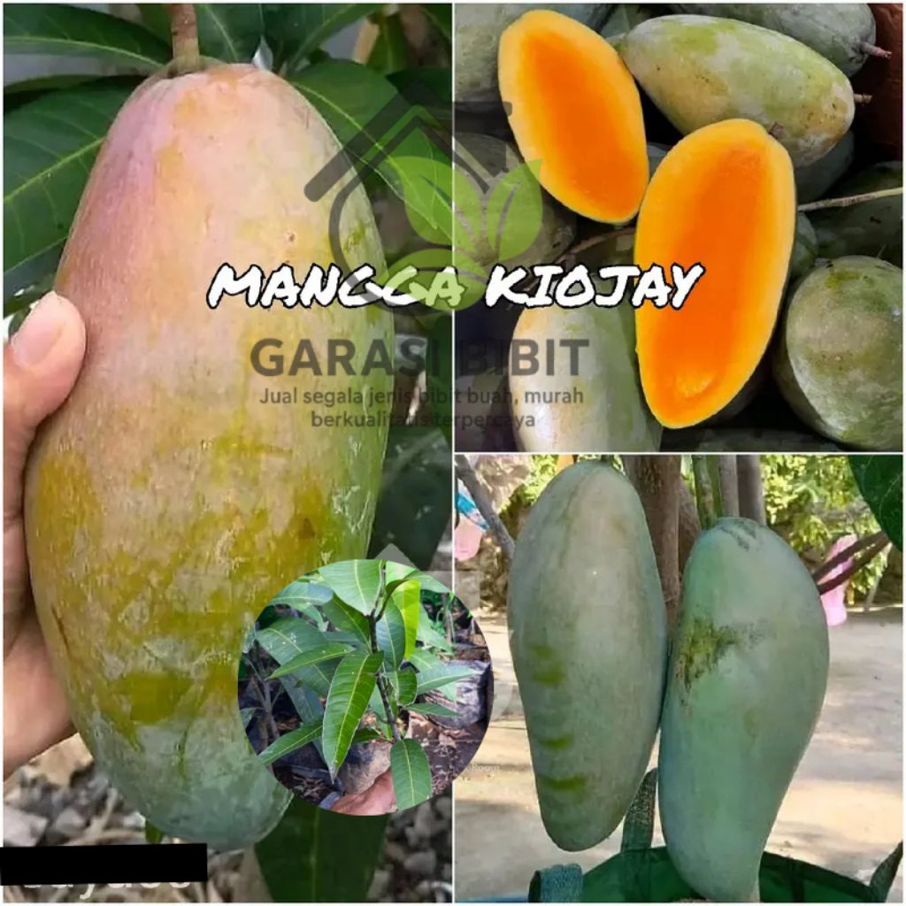 Bibit buah Mangga Kiojay hasil Okulasi siap berbuah