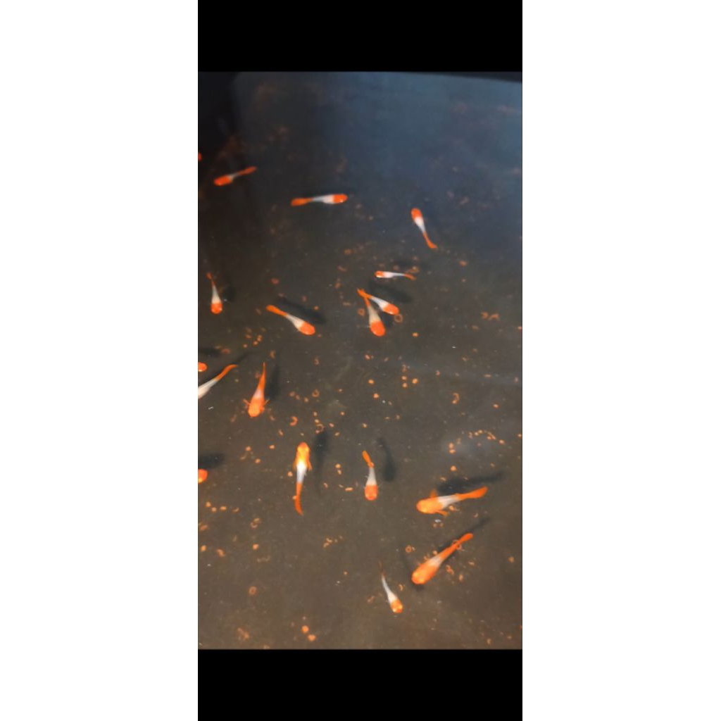 Guppy albino koi red ear