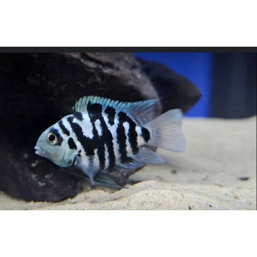 BLUE POLLAR L'UP +-4-4,5CM