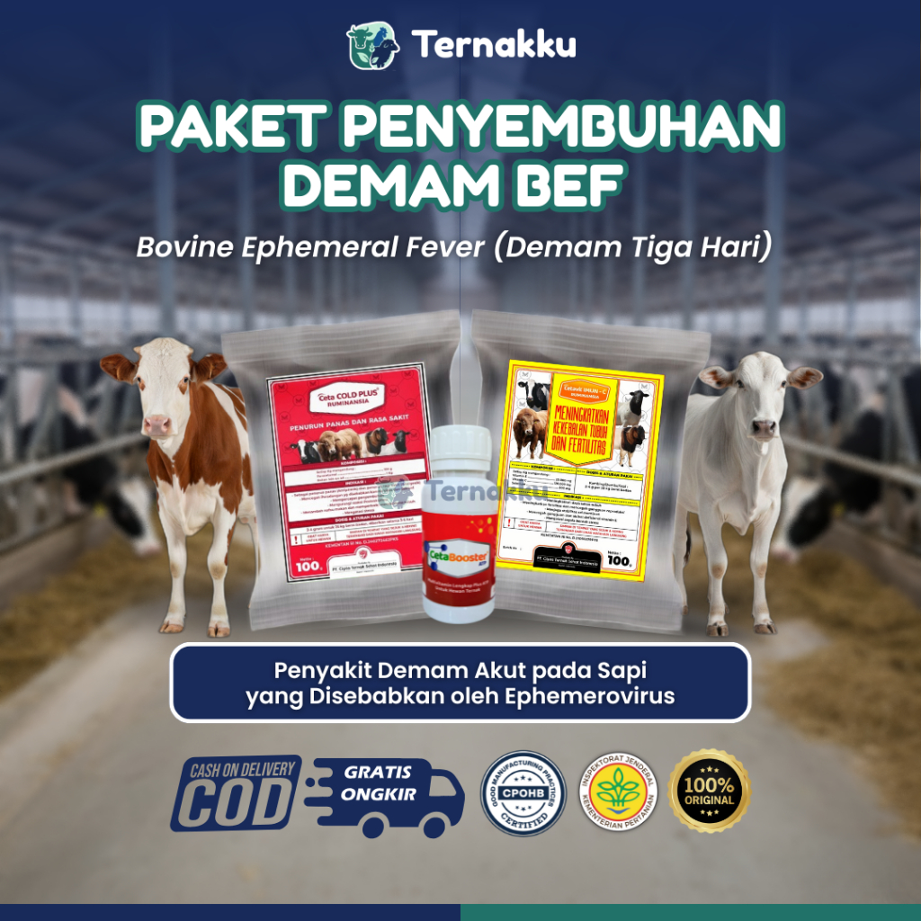 PAKET PENYEMBUHAN DEMAM BEF TERNAK SAPI
