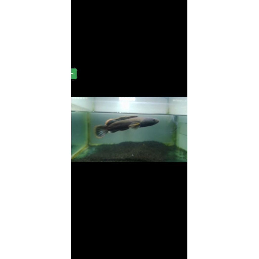 Limbata progres rim merah tebal