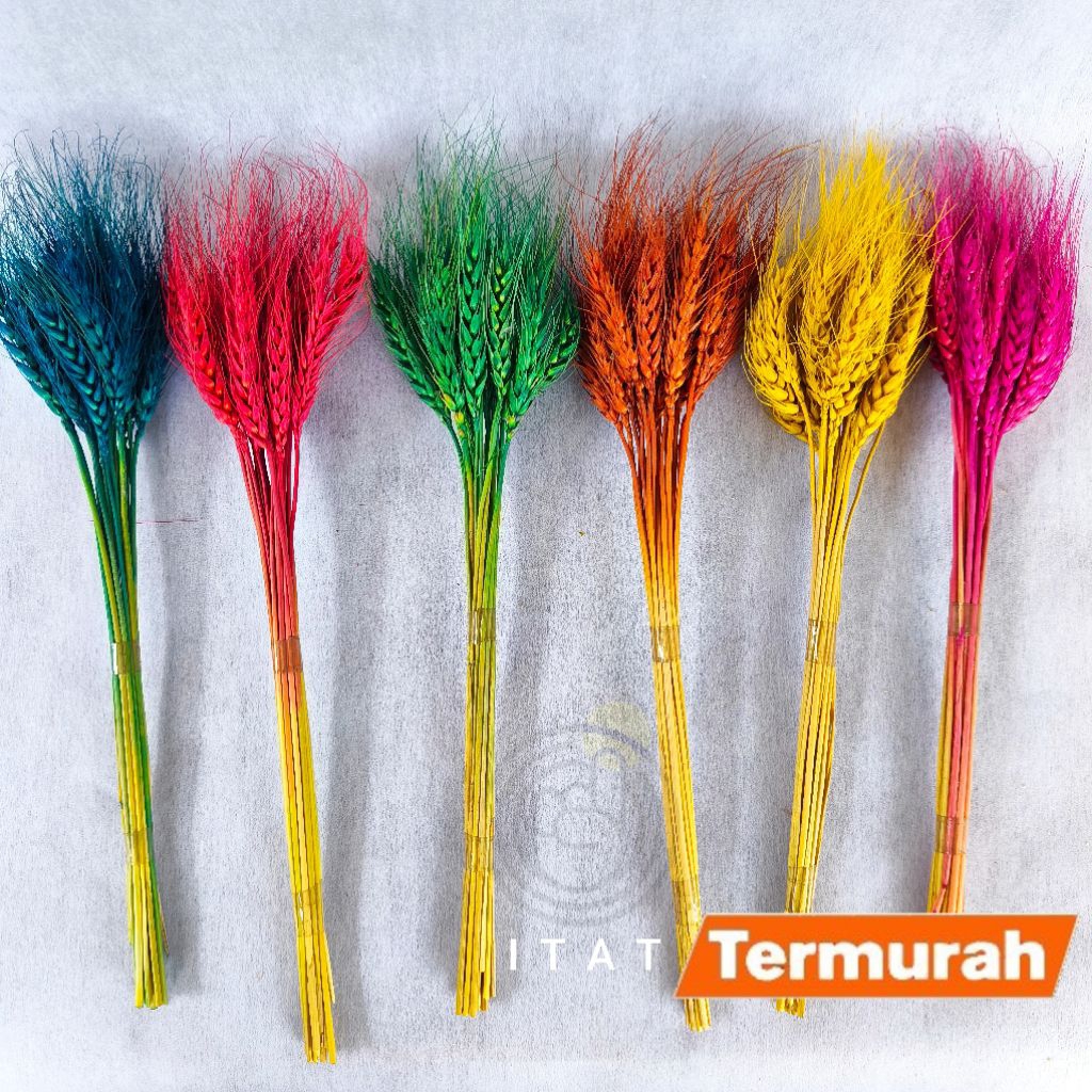 Bunga kering GANDUM WARNA