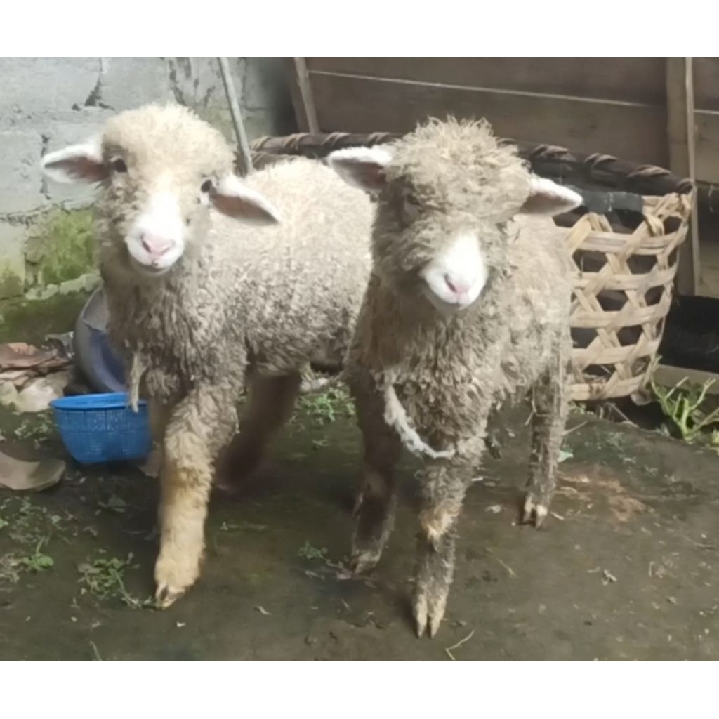 Sepasang domba merino hidup