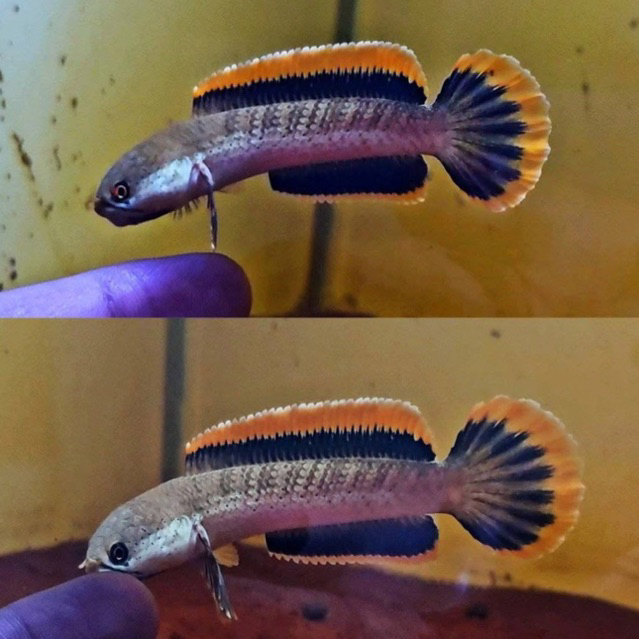 LIMBATA CB spek kontes rim tebal ( BISA COD )