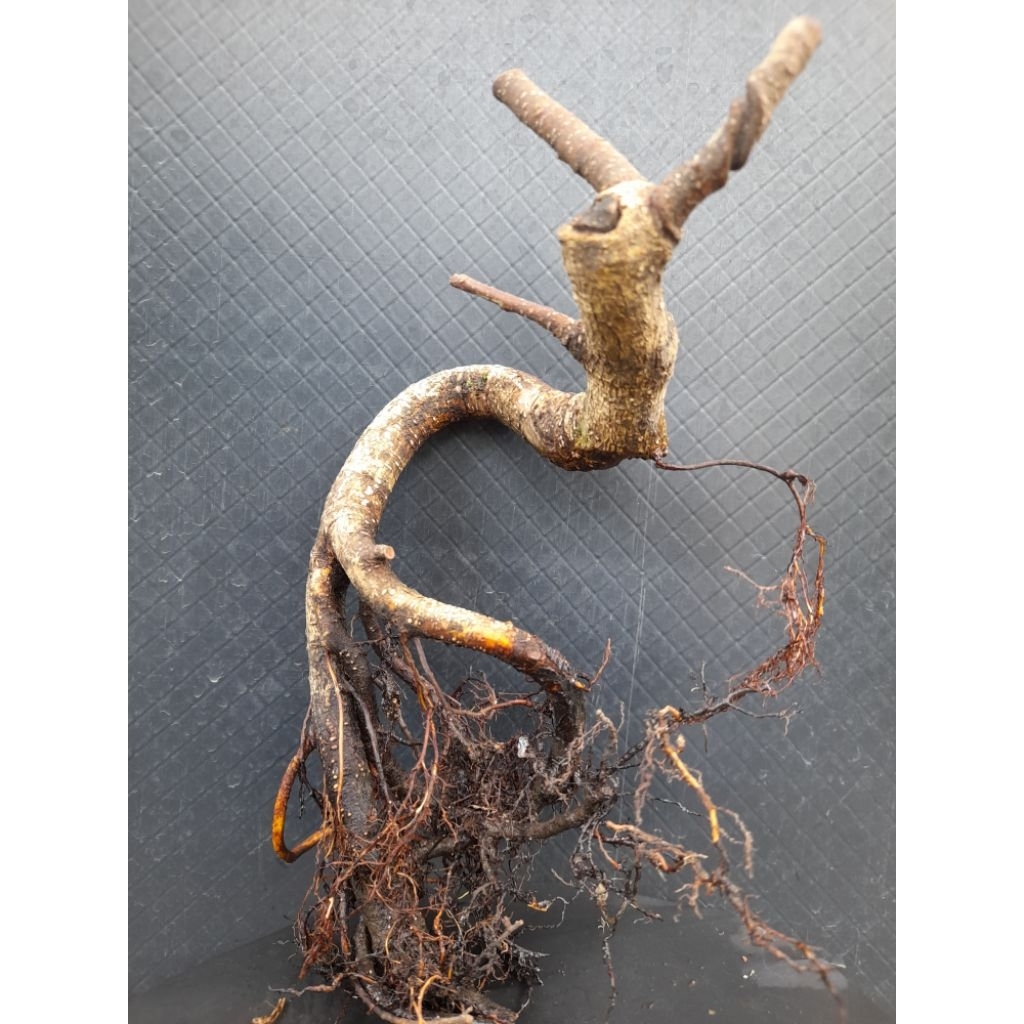 Bahan Bonsai Benjamina/Beringin Jawa Gaya meliuk informal Akar Natural percabangan sudah ada  Size S
