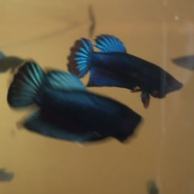 Plastik gambar cupang bagan/aduan size S galak