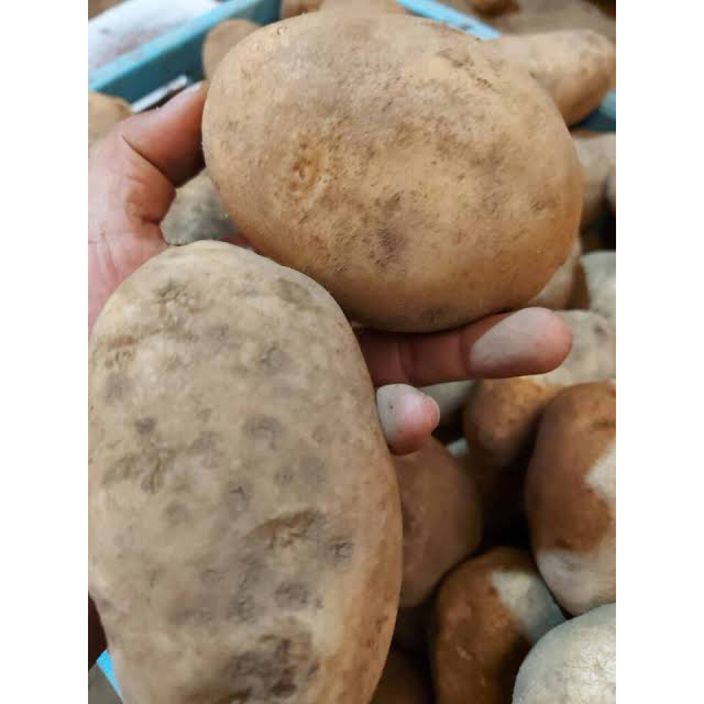 kentang besar/ABC 1kg/1000g fresh asli dari petani dieng