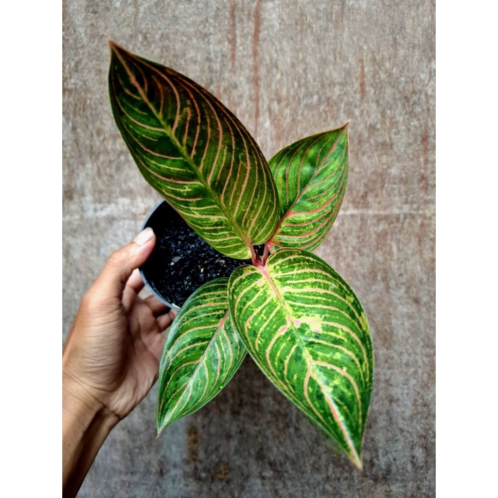 Aglonema Golden Kresna