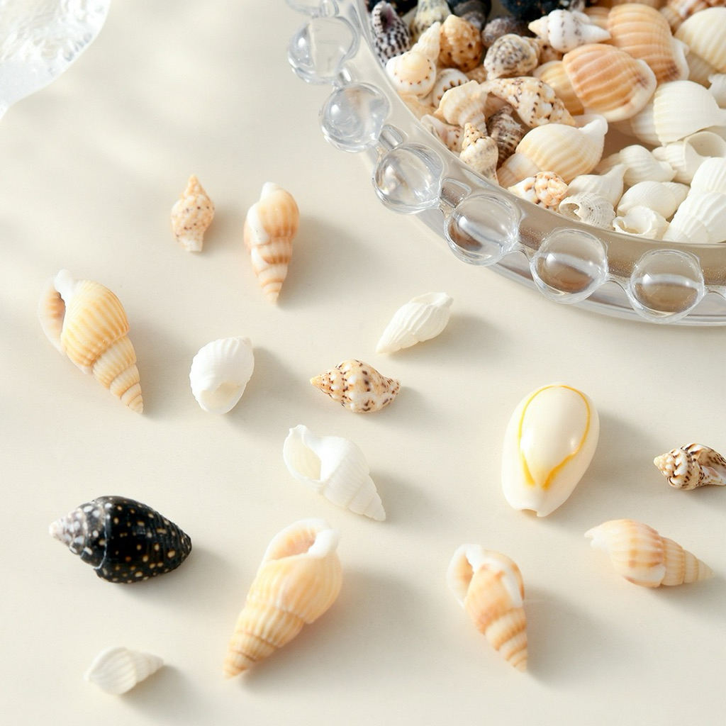 Hiasan Kerang Laut Mini / Hiasan Aquarium / Cangkang Kerang Mini / Kerang Hias