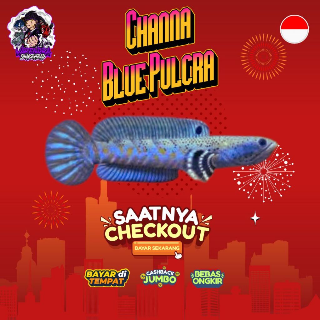 (COD) BePe B.Pulcra 6-7 berkualitas full dot gondrong glowing