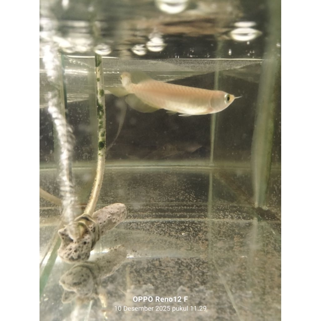 GoldenCrossback 24k malayasia ±9cm Minus grepes masa pertumbuhan