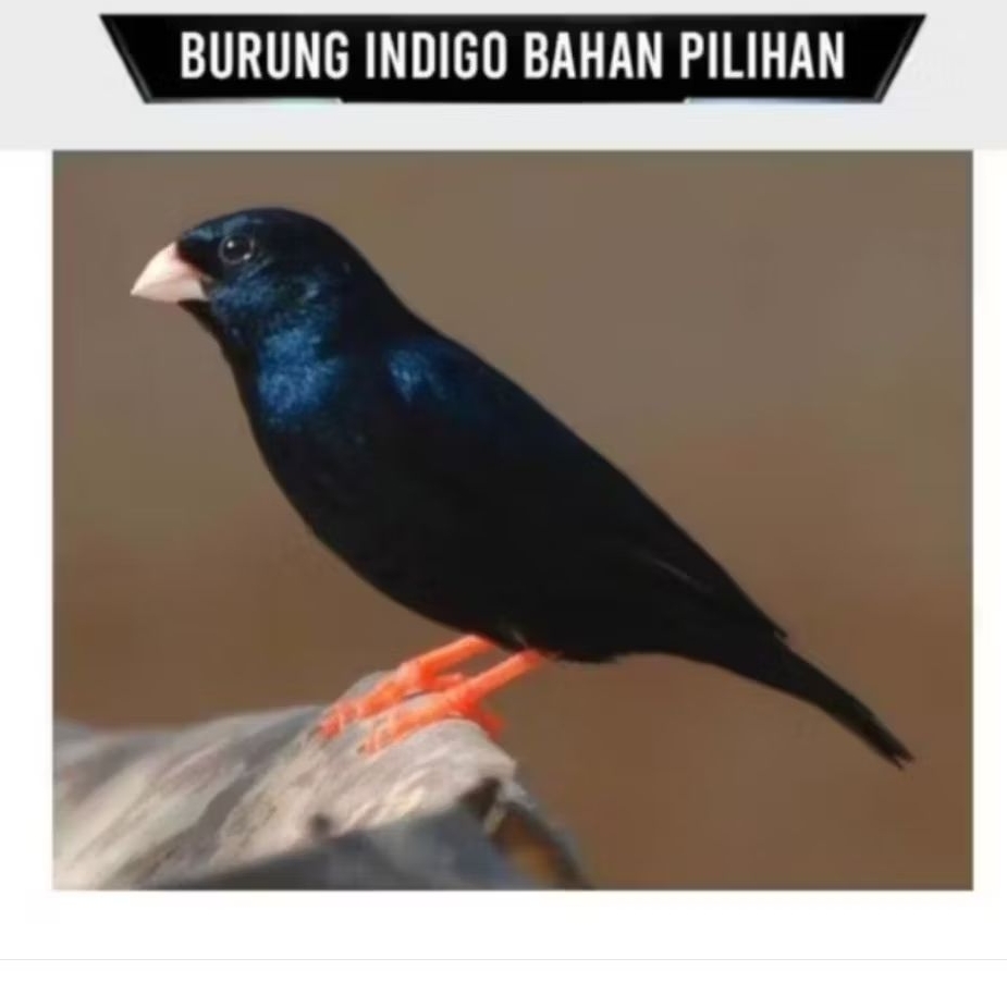 BURUNG INDIGO VILLAGE FINCH