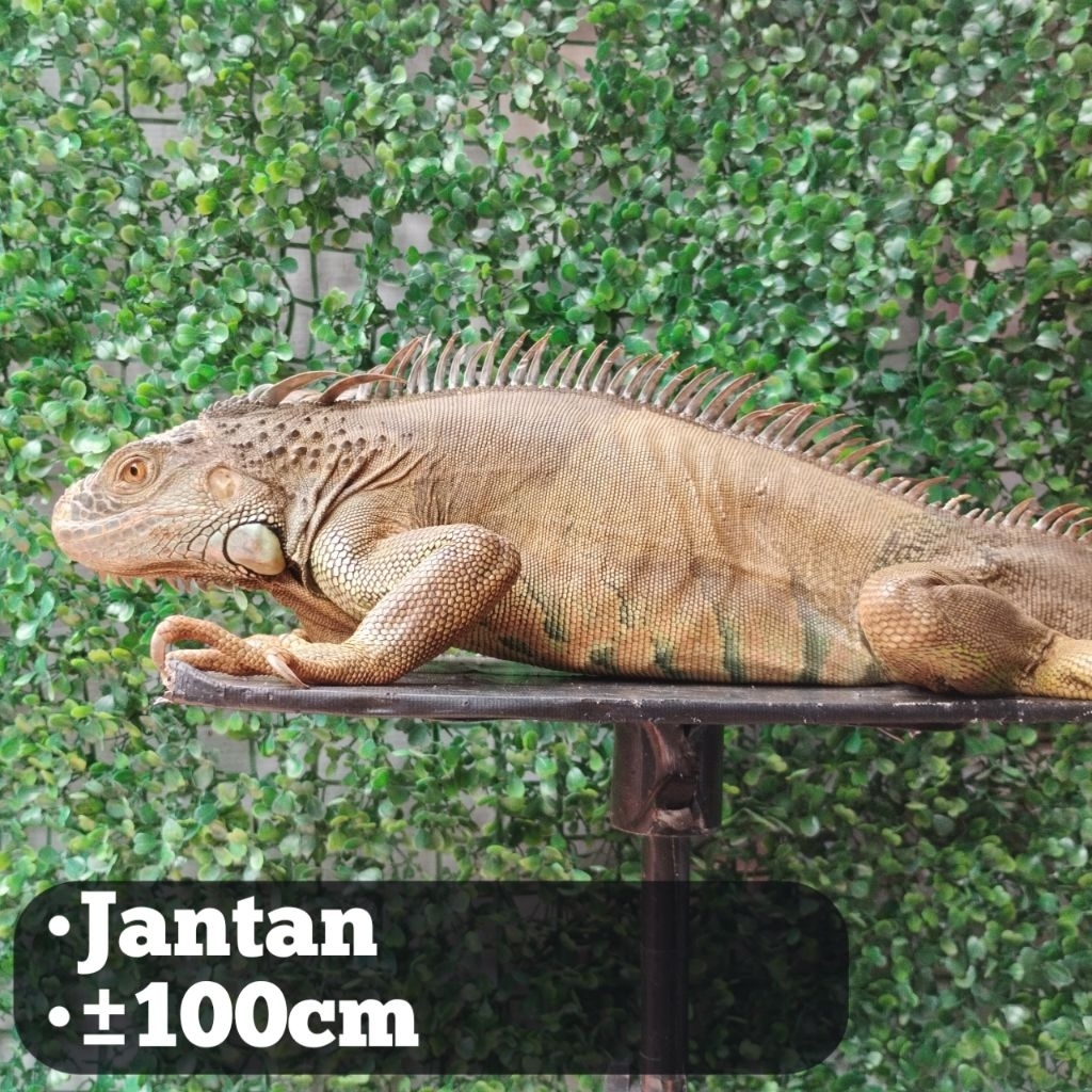 pelet Iguana Green Jantan 100cm